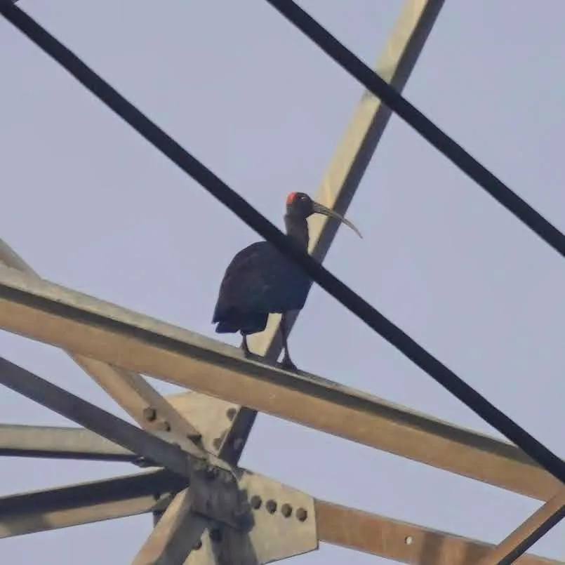 Red-naped Ibis, getting it's daily dose of high voltage EMF.