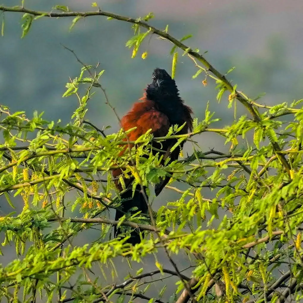 Looks like a Coucal