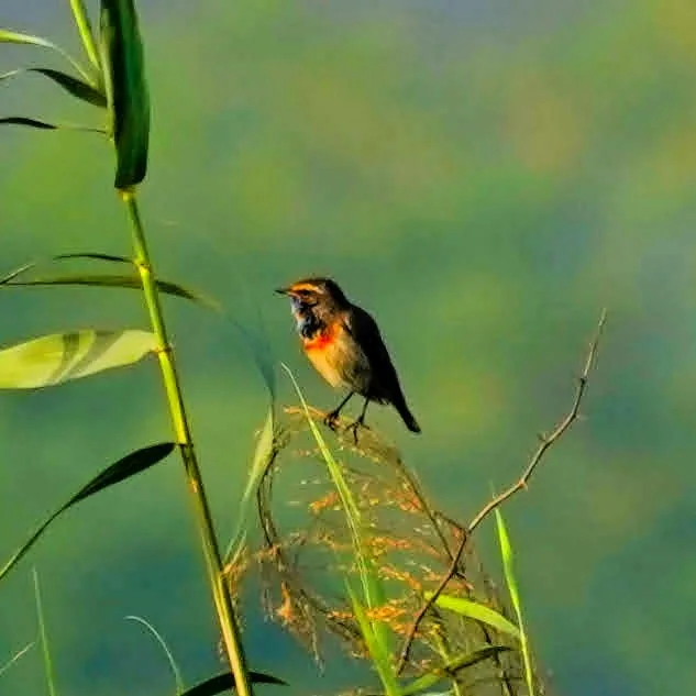 Tiny bird that didn't let me get close. A bluethroat.