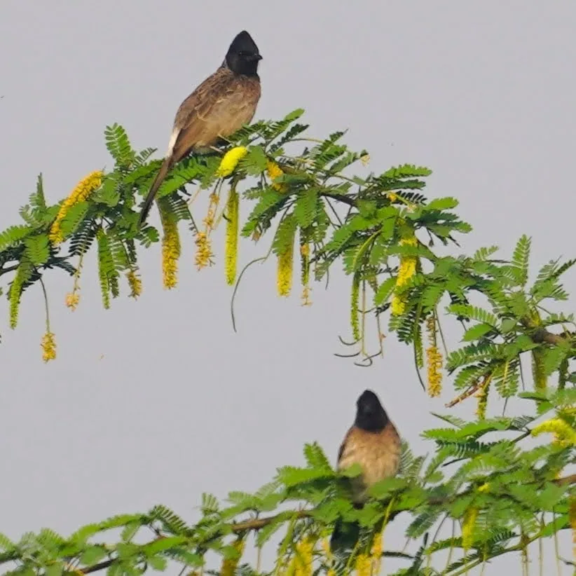 Wherever you go in India, Red-Vented Bulbuls (à¤¬à¥à¤²à¤¬à¥à¤²) are always to be found. We have managed to export it t