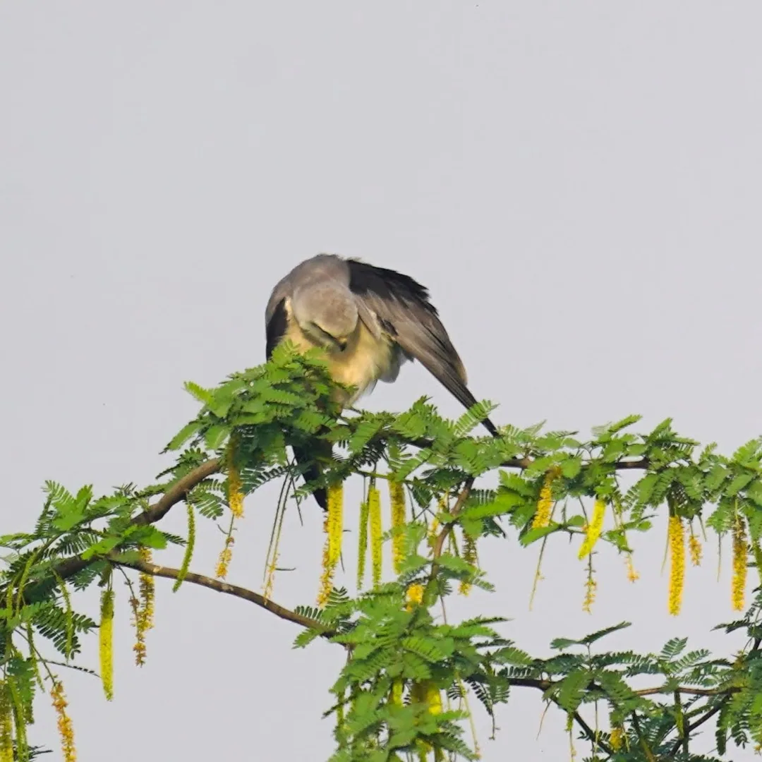 Looks like a Kite scratching and then smelling it's armpits.