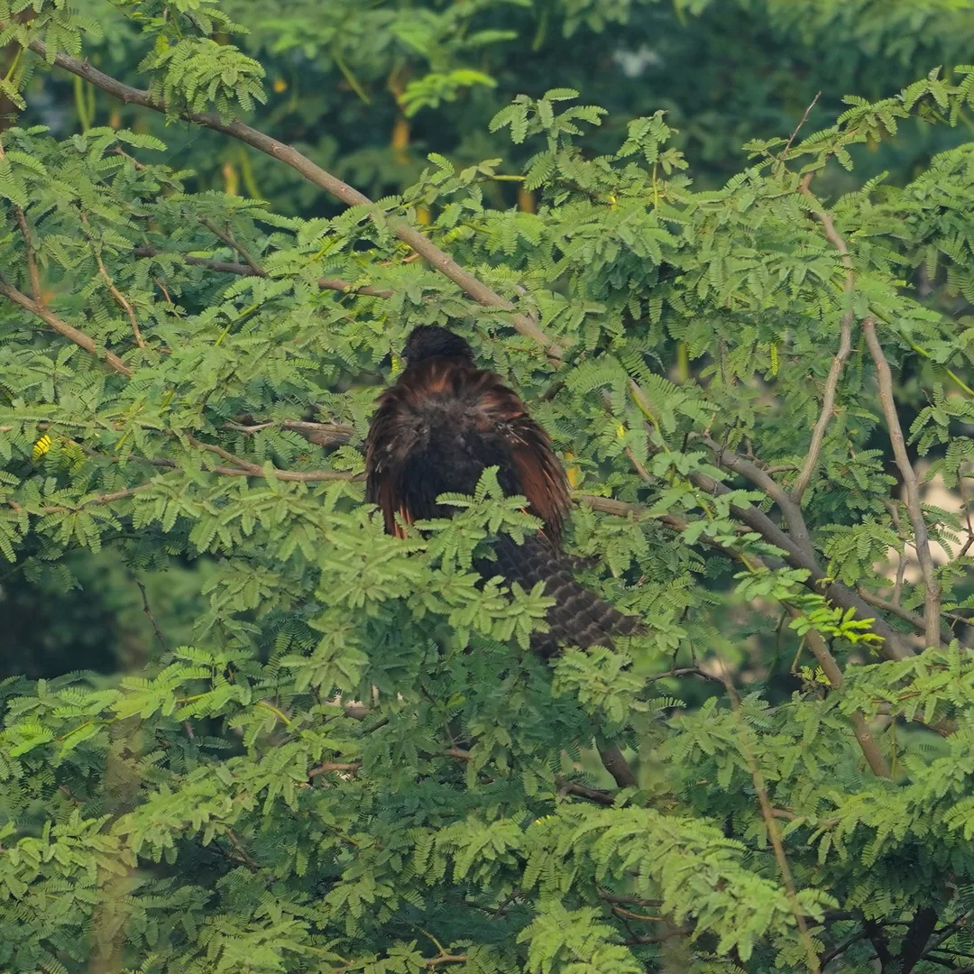 Greater Couca, à¤®à¤¹à¥à¤à¤¾. Rear view.
