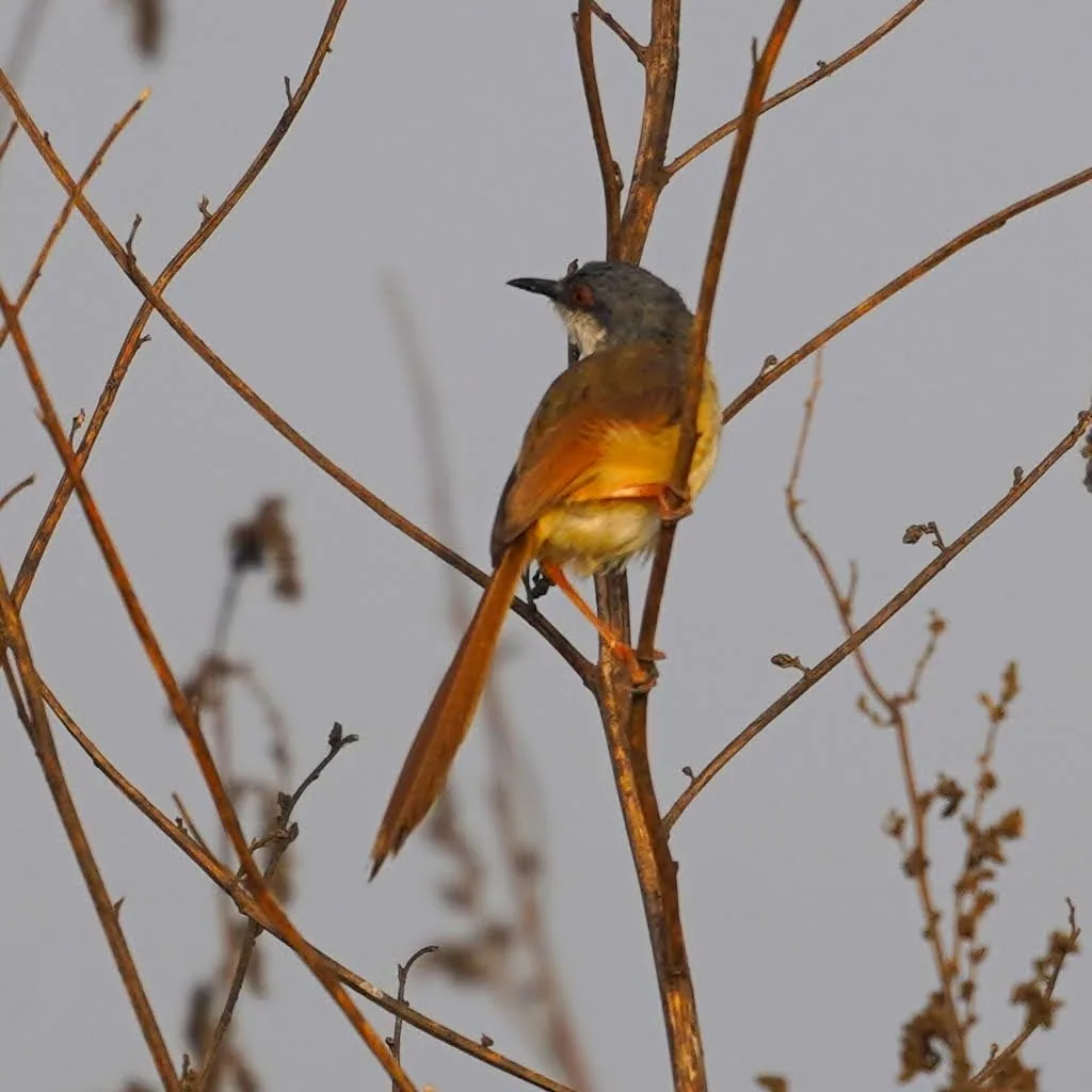 My friend the Ashy Prinia, ashy wren-warbler