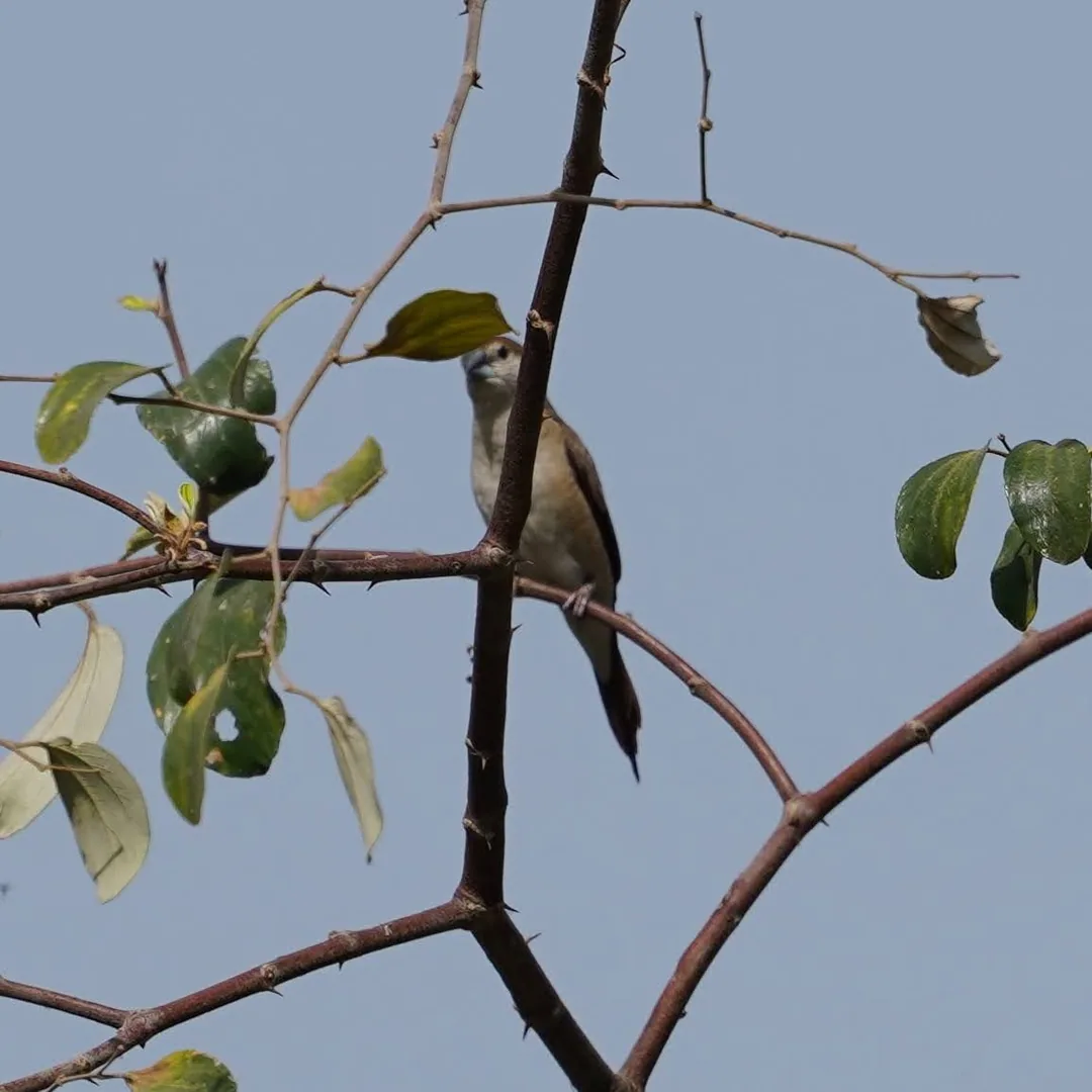 Indian Silverbill, white-throated munia, à¤®à¥à¤¨à¤¿à¤¯à¤¾