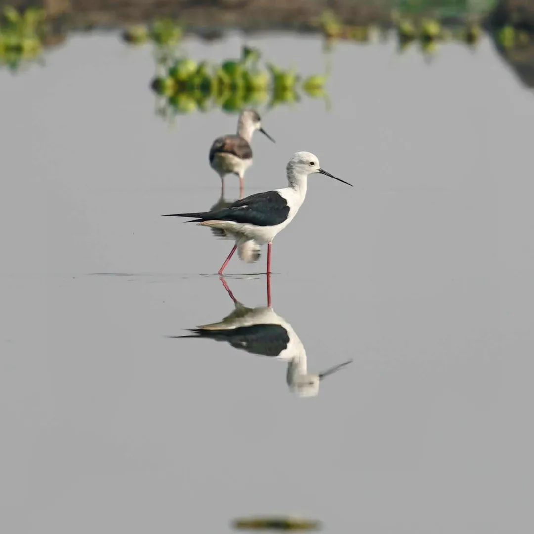 Stilt. Either Black Winged or Pied Stilt. You tell me which.