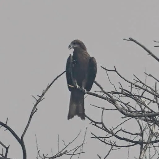 Another Black Kite. I mean, why not?