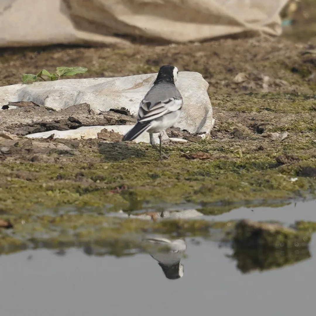 Indian Pied Wagtail. Amidst garbage that you didn't recycle.