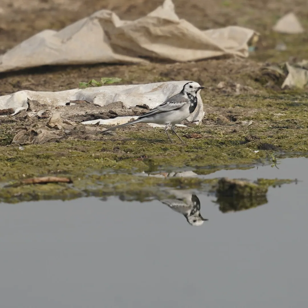Indian Pied Wagtail. Amidst garbage that you didn't recycle.