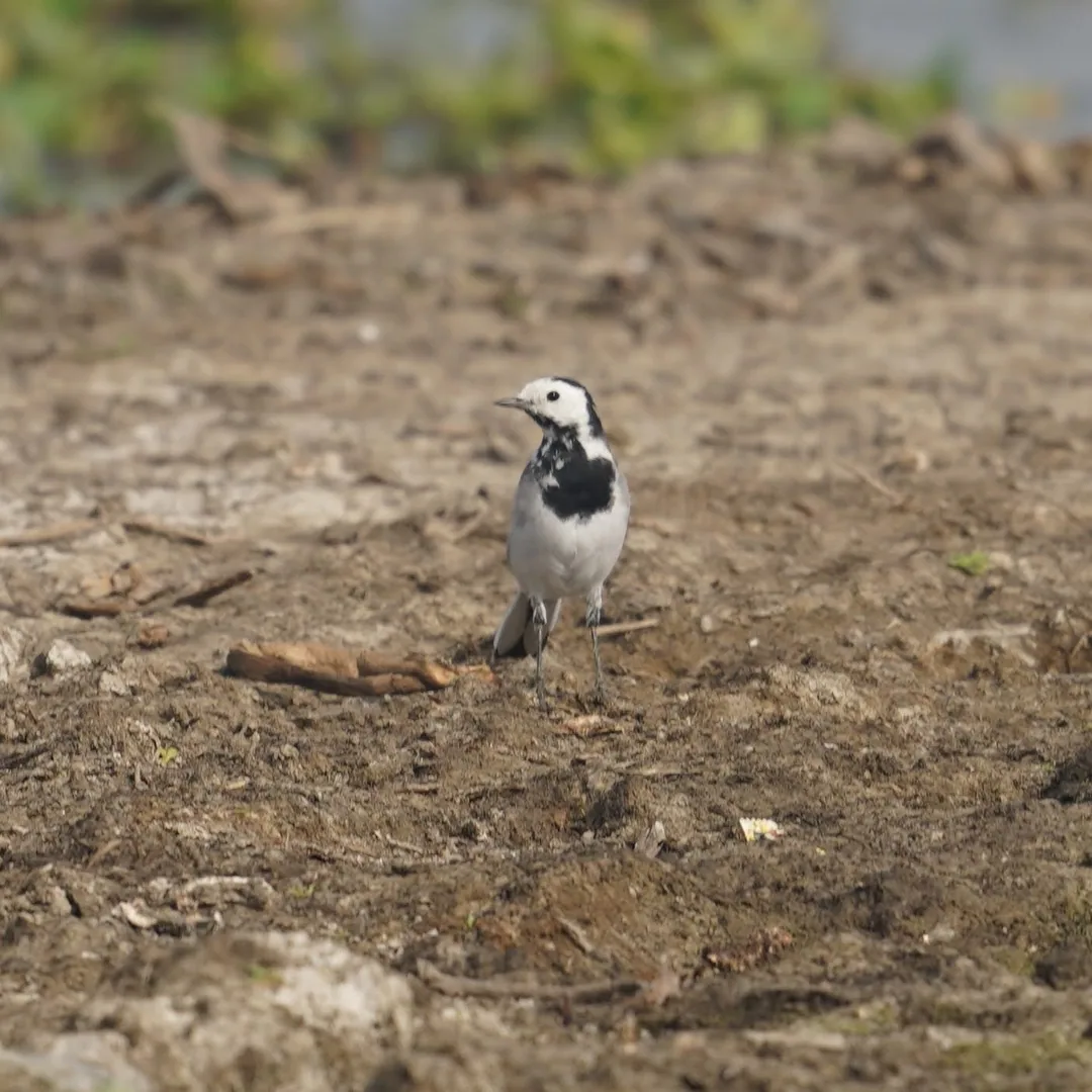 Indian Pied Wagtail. Amidst garbage that you didn't recycle.