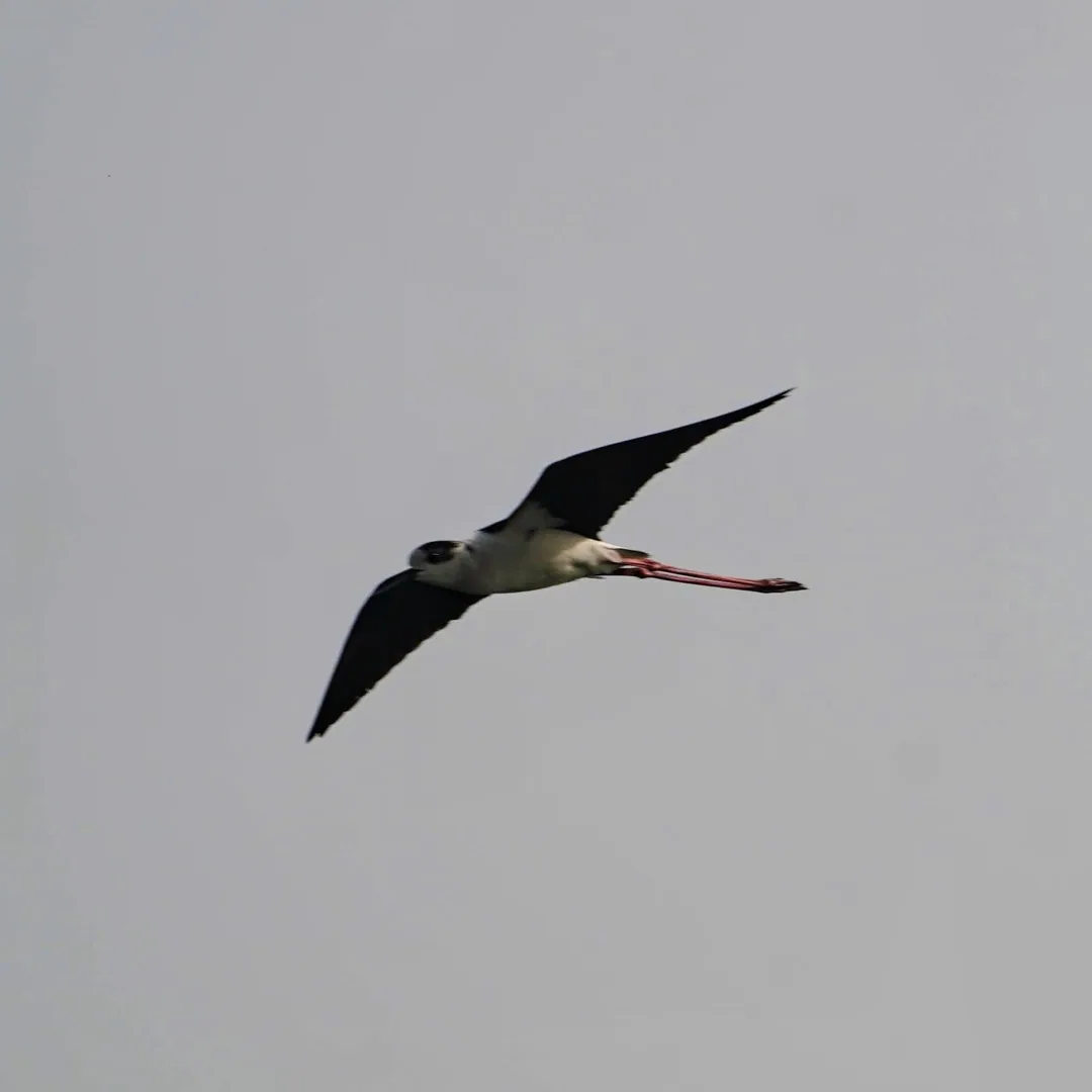 Black-Winged Stilt. This one is flying. It's a thing birds do.