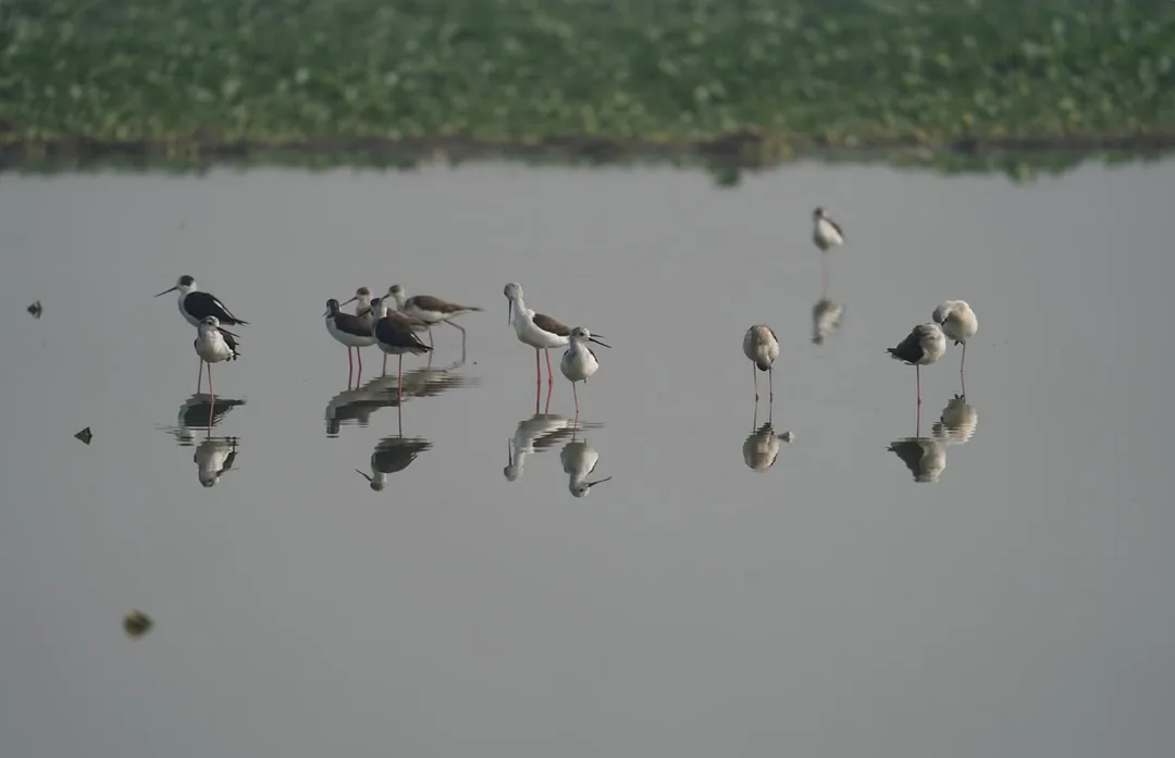 Just a flock of Black-Winged Stilts doing birdsy things. Standing on one leg. Navel gazing.