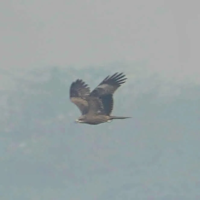 Classic Black Kite pose.

(this is the best my camera can do when things are flying about)