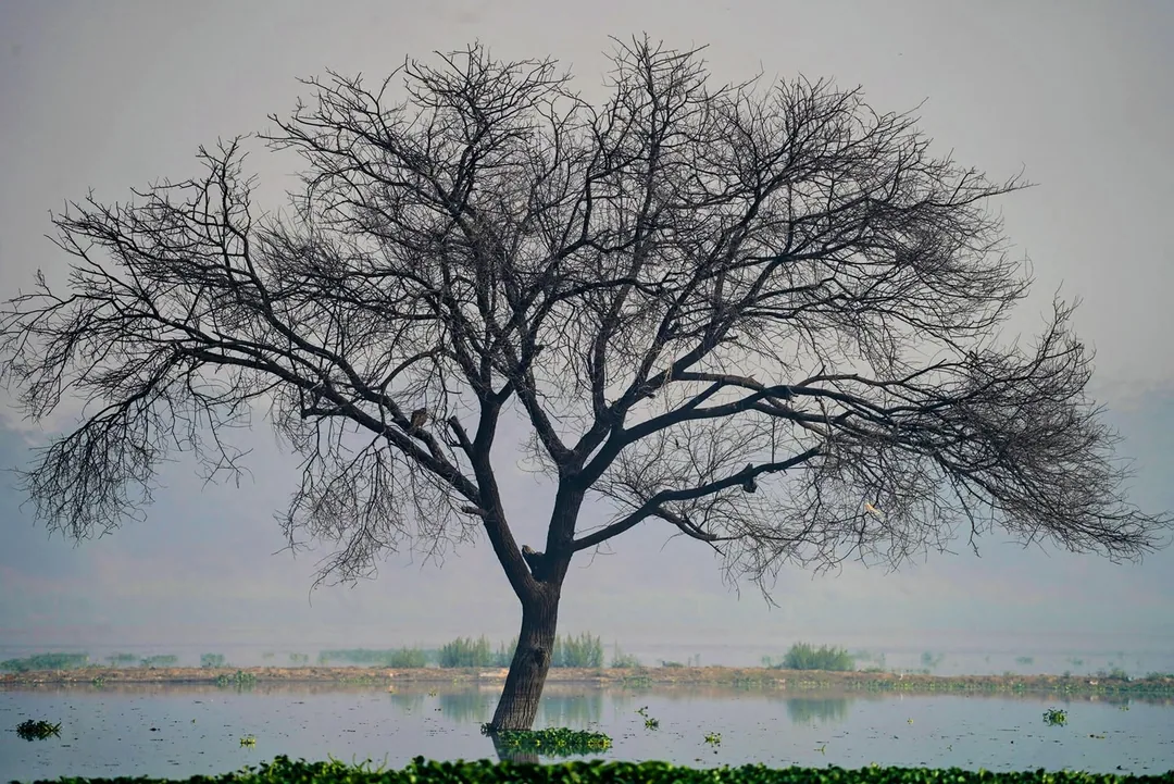 Tree. Not a bird. Firmly rooted. Cannot fly. It tried.