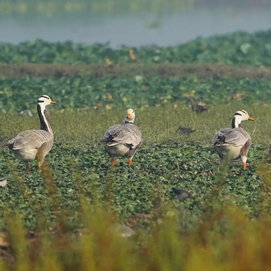 These are Bar-Headed Geese. They're called so because they've got two black bars on their heads. To be clear, they're no