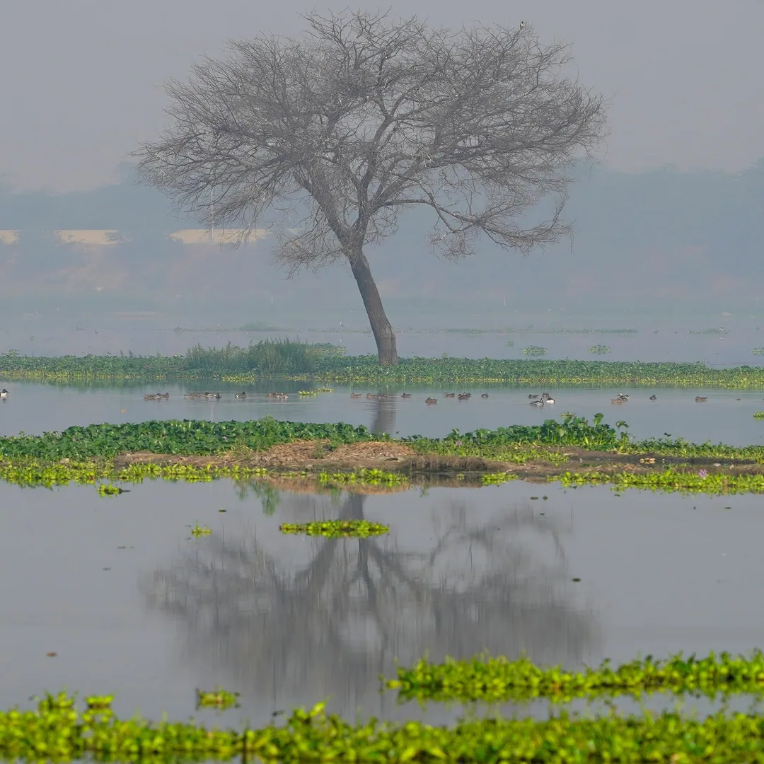 Kavin has cropped this accidentally photographed tree into a work of art.

(He hasn't processed the haze out of this pic