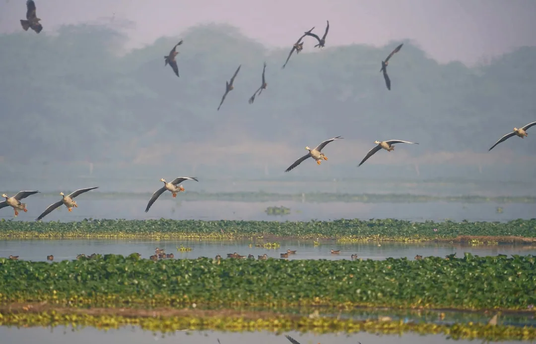 There are a lot of things to unpack in this image.

There's a layer of ducks in the water. A layer of bar heads flying a