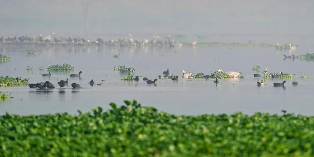 Just a bunch of ducks and ducky things, chilling in the water. Hanging out with each other, having a snack, throwing bac