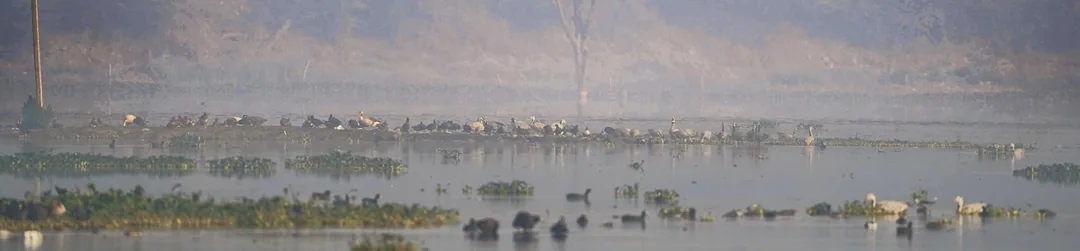 Just a bunch of ducks and ducky things, chilling in the water. Hanging out with each other, having a snack, throwing bac