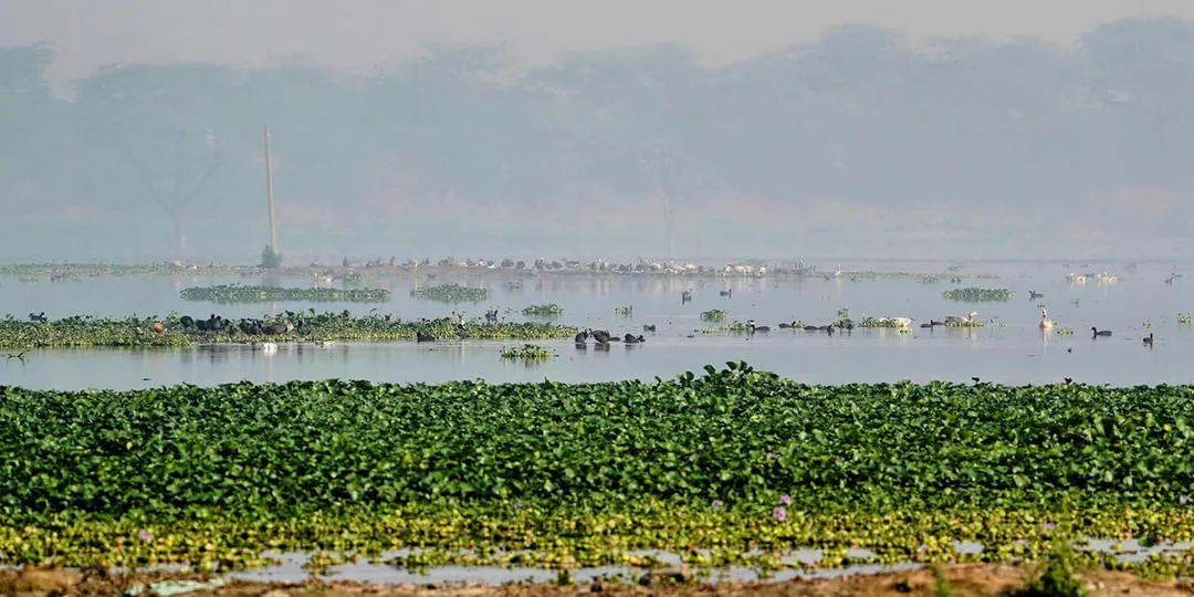 Just a bunch of ducks and ducky things, chilling in the water. Hanging out with each other, having a snack, throwing bac