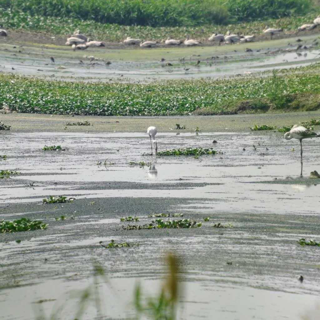 Greater Flamingos, à¤°à¤¾à¤-à¤¹à¤à¤¸, à¤®à¤°à¤¾à¤²

Flay-ming-goes!

In Gurgaon. In the Najafgarh jheel. Thousands upo
