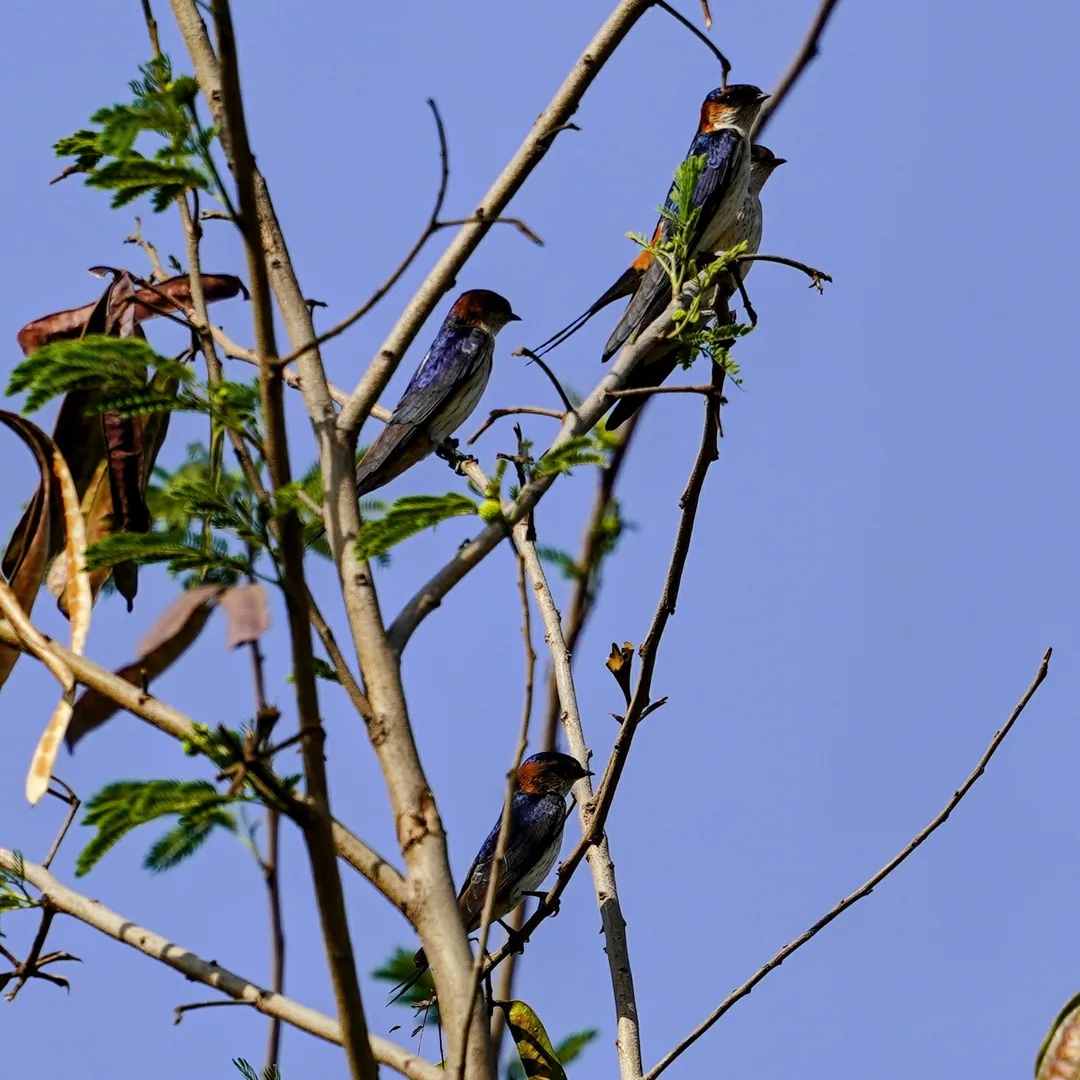 Four stately Red-rumped Swallows (à¤®à¤¸à¥à¤à¤¿à¤¦ à¤à¤¬à¤¾à¤¬à¥à¤²), high on a perch.
