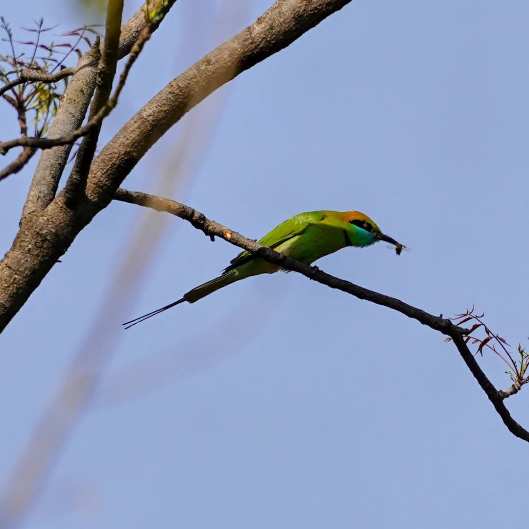 Just a Green bee-eater (à¤ªà¤¤à¥à¤¨à¤¾) eating a bee.