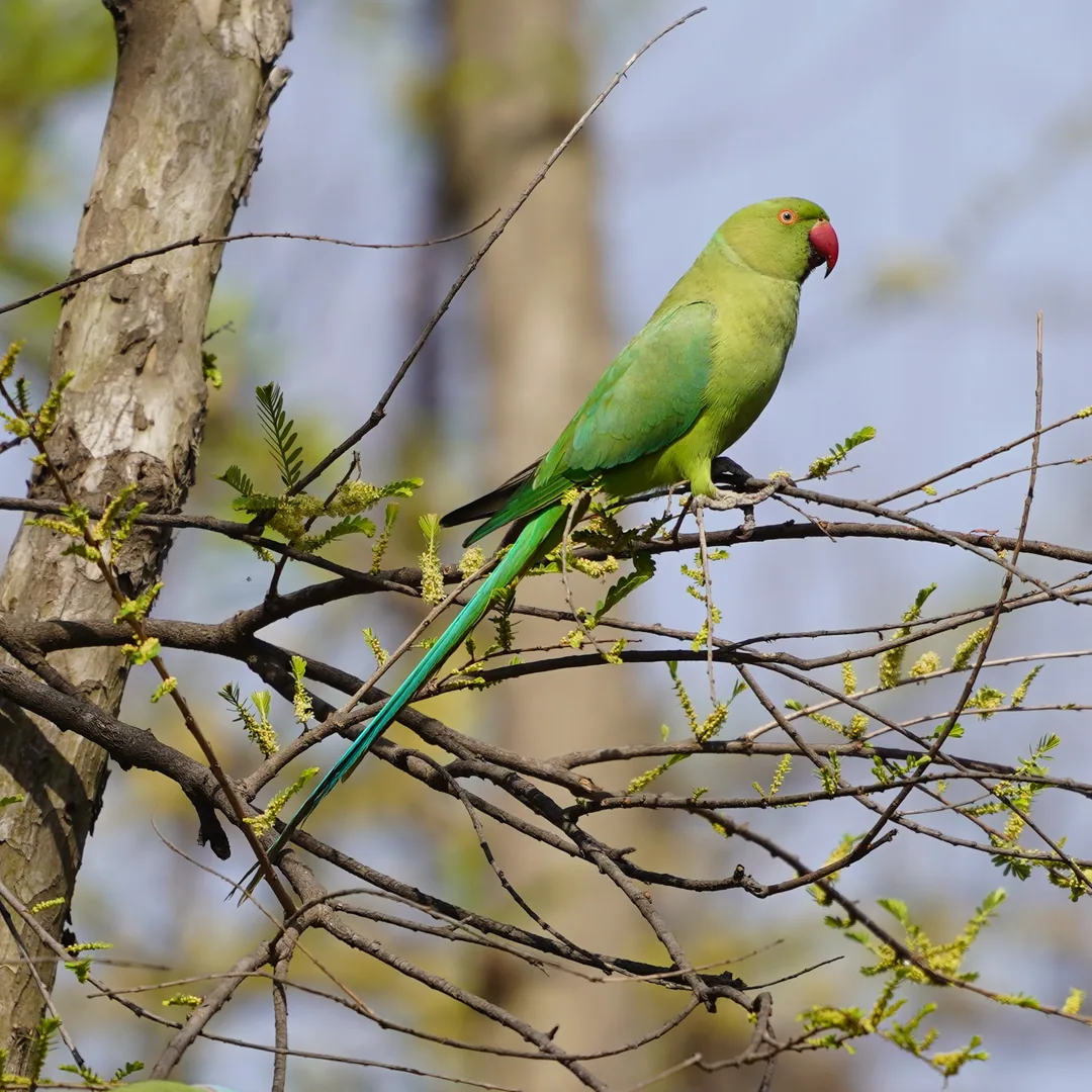 Rose-ringed Parakeet, à¤¤à¥à¤¤à¤¾