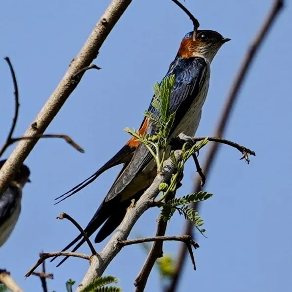 Here's a close up of a Red-rumped Swallow, à¤®à¤¸à¥à¤à¤¿à¤¦ à¤à¤¬à¤¾à¤¬à¥à¤². Look at the eyes.