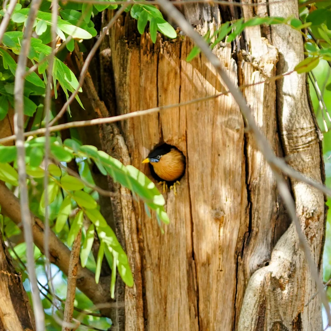 Cute little fellow, popping out of its home in the tree. Brahminy Starling or Myna.