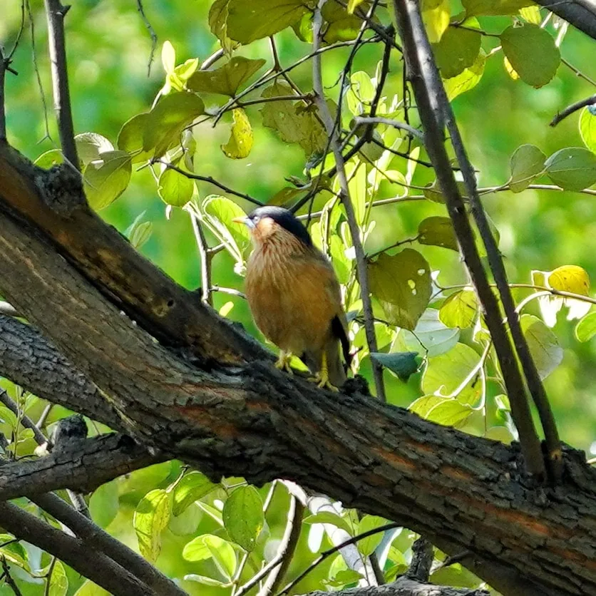Cute little fellow, popping out of its home in the tree. Brahminy Starling or Myna.