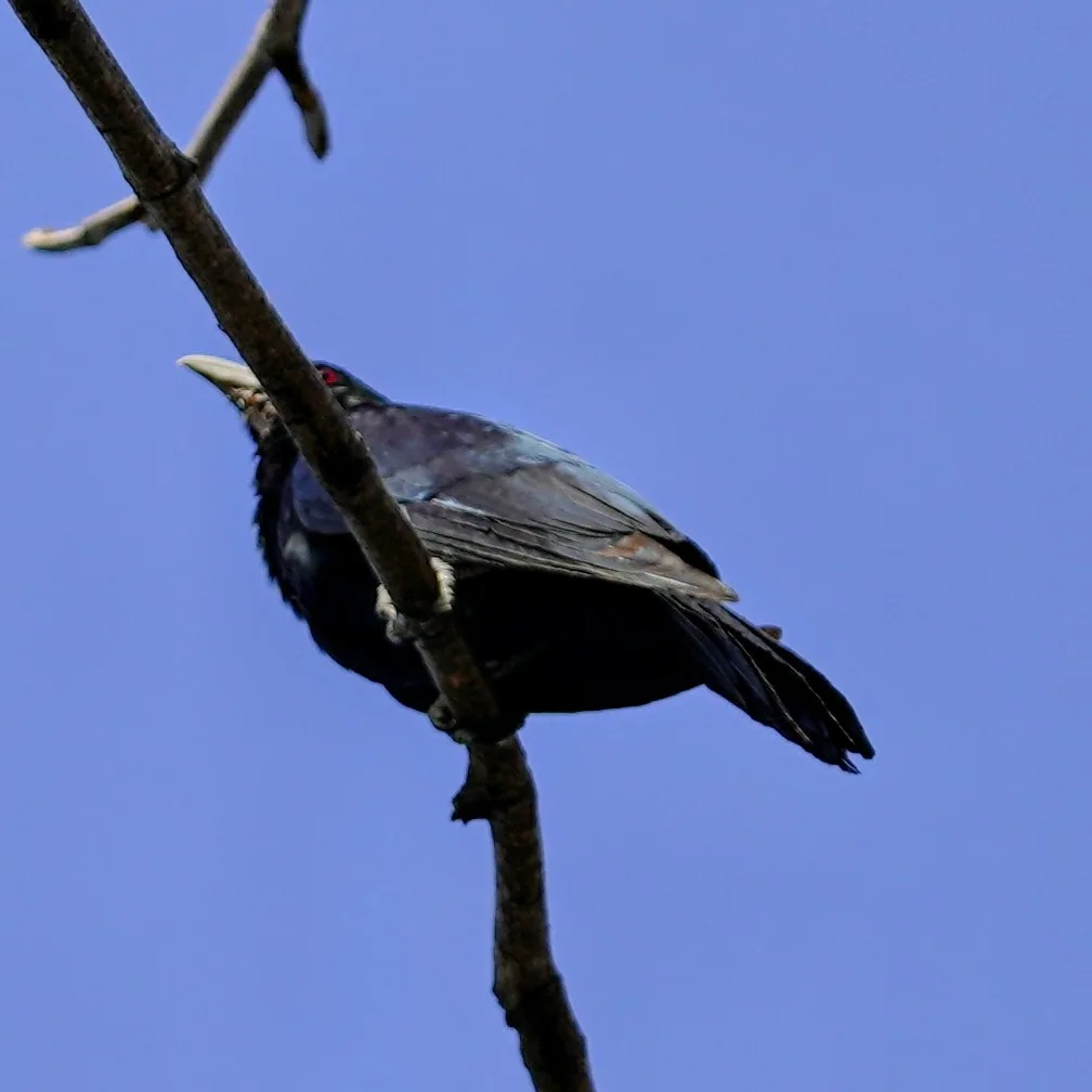 Just look at the colours on this male Asian Koel, à¤à¥à¤¯à¤².

The female lays one egg, sometimes two, in the nest of 