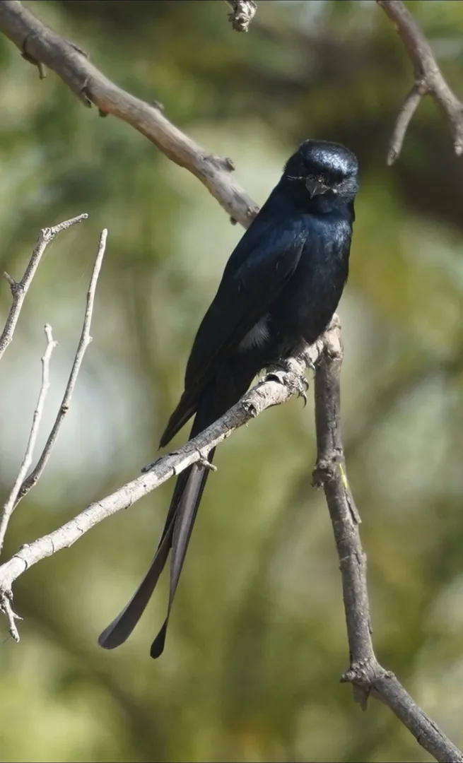 Black Drongo. Looking straight at you.

à¤­à¥à¤à¤¨à¥à¤, à¤à¥à¤¤à¤µà¤¾à¤², à®à®°à®¿ à®à¯à®°à¯à®µà®¿, à®à®°à¯à