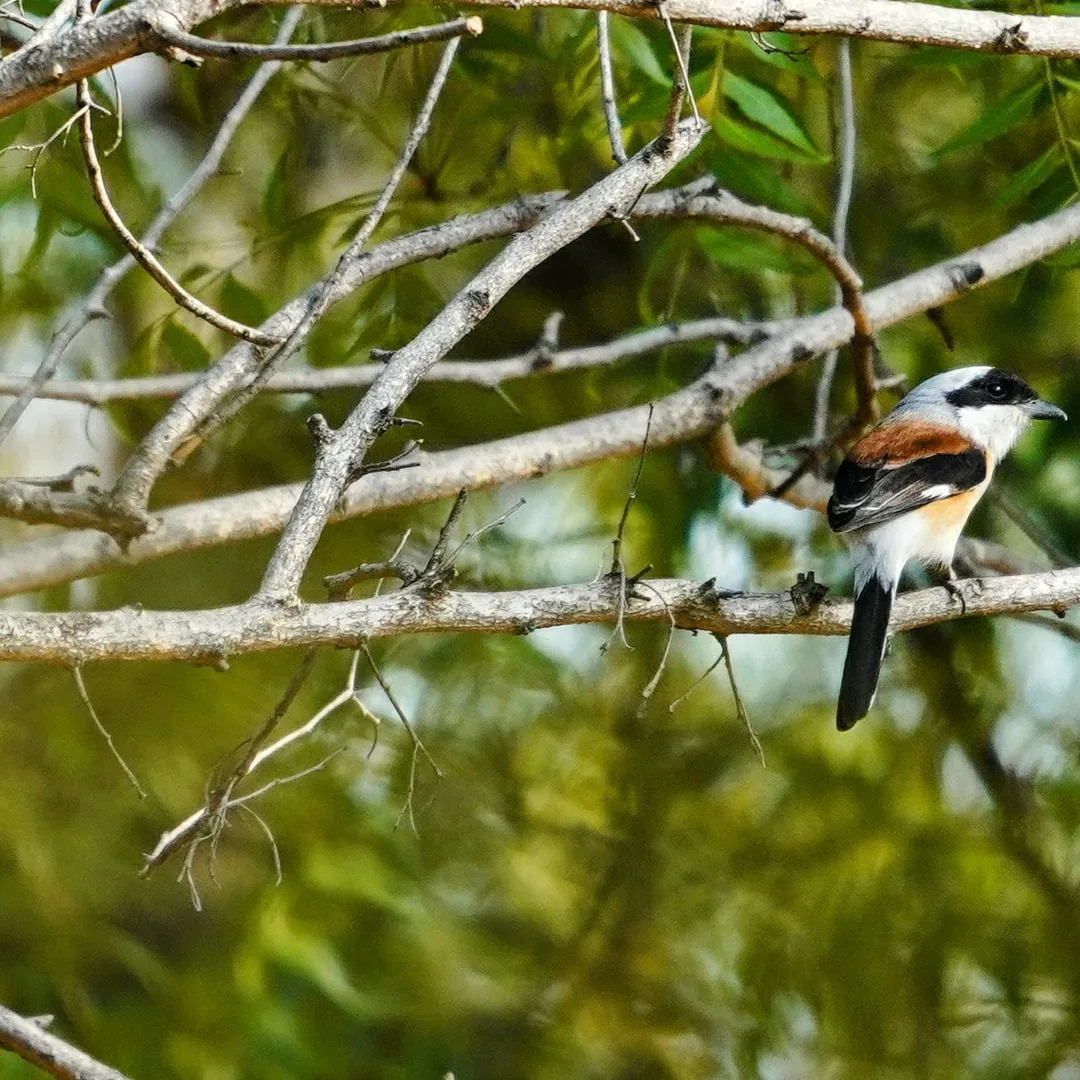 This bay-backed shrike strategically placed on the side by Kavin. Impales prey on thorns and other pointy things, then r