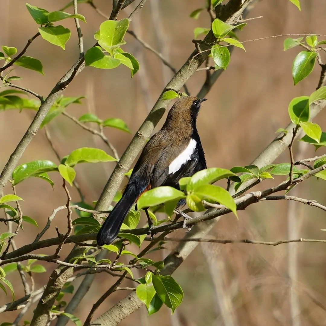 Indian Robin, à¤à¤²à¤à¥à¤°à¥. One of the birds whose babies the Rofous Treepie gobbles up.