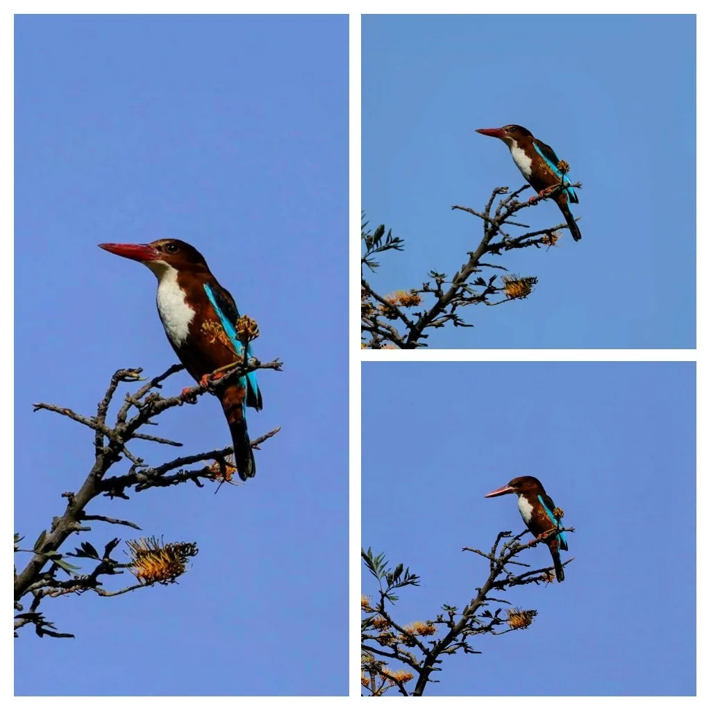 White-throated Kingfisher, à¤à¤¿à¤²à¤à¤¿à¤²à¤¾, à¤à¥à¥à¤¿à¤²à¥à¤²à¤¾. Which, I recently learnt, doesn't really fis