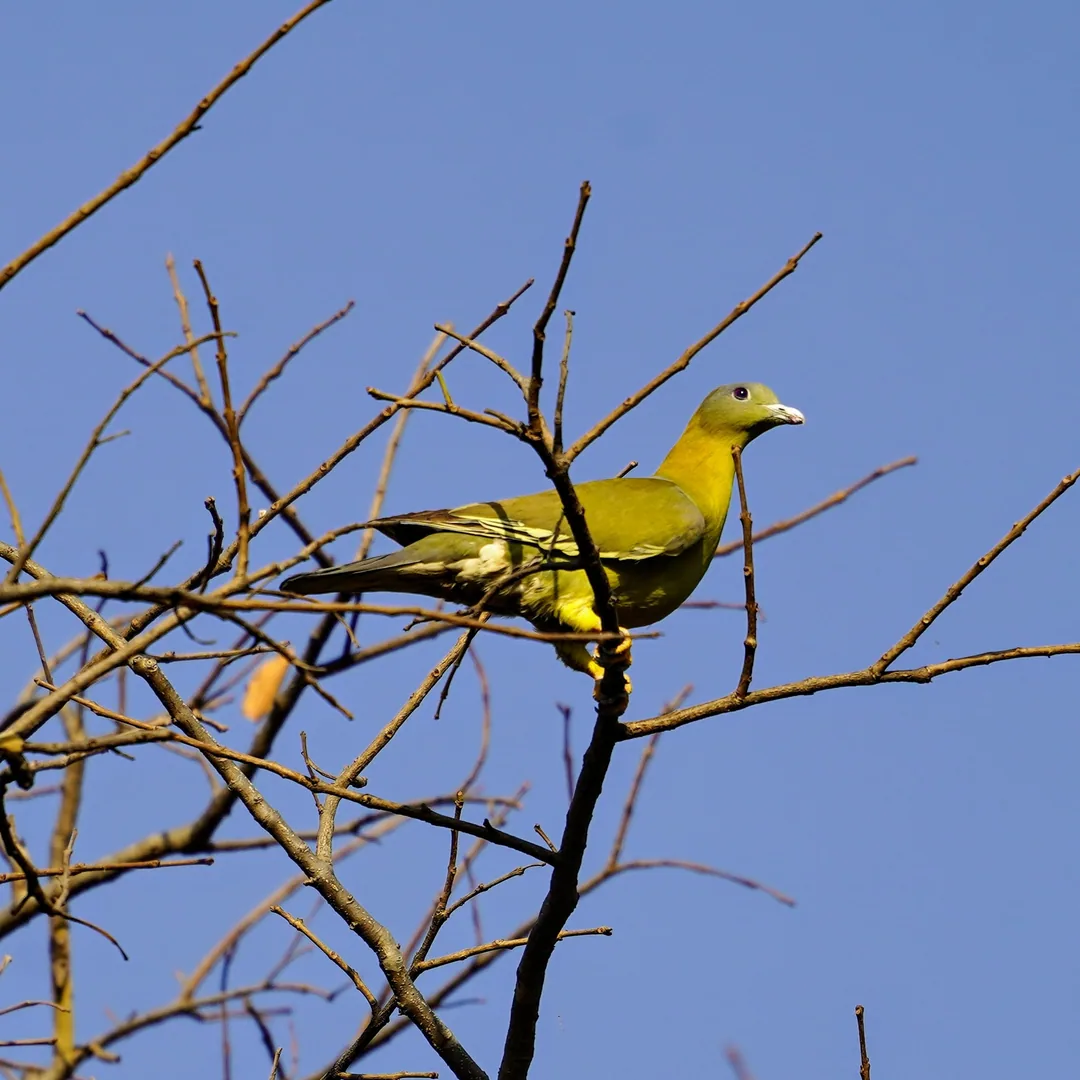 Pigeons can be quite majestic. Especially when they're Yellow-footed Green Pigeons. Kavin wants you to pay close attenti