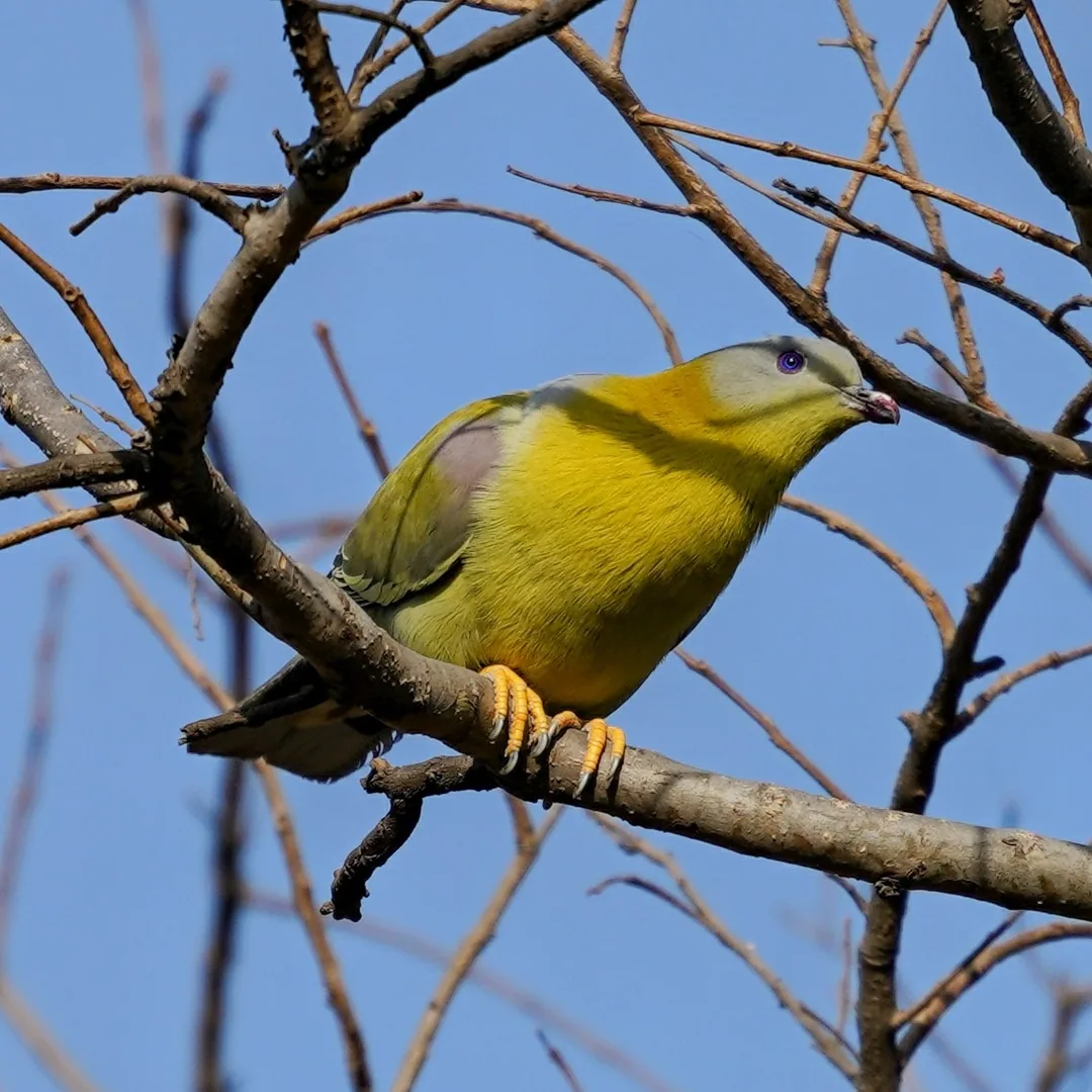 Pigeons can be quite majestic. Especially when they're Yellow-footed Green Pigeons. Kavin wants you to pay close attenti