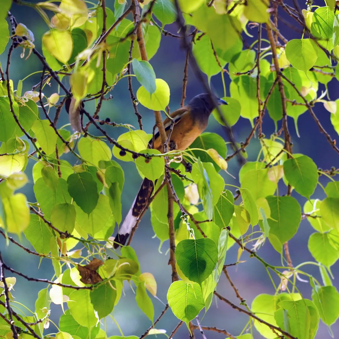 Rufous Treepie, à¤à¥à¤à¤°à¥. This bird is a member of the crow family. Don't go by its looks - it preys on the babie