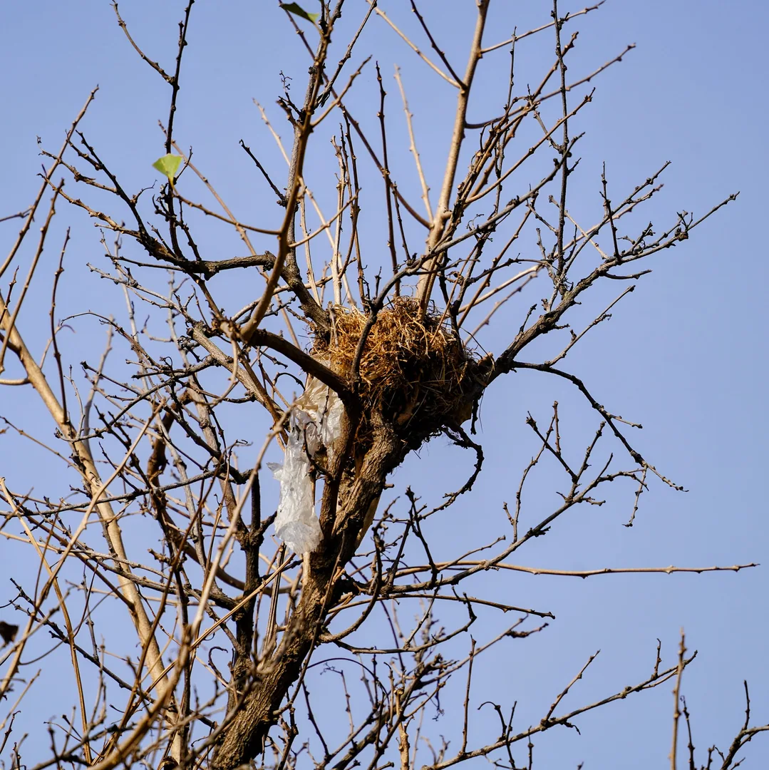 Notice the use of waste plastic in one of the nests