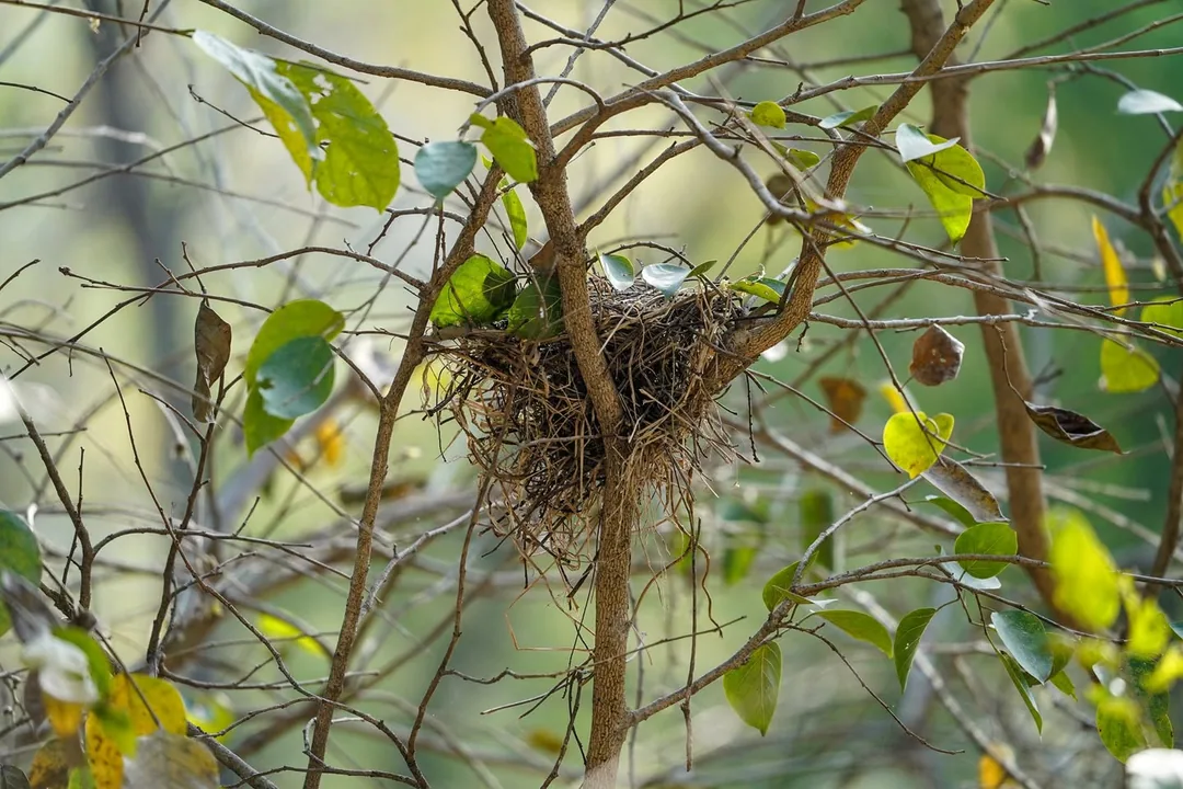 Notice the use of waste plastic in one of the nests