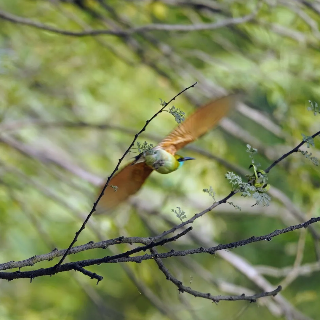 Green bea-eater (à¤ªà¤¤à¥à¤¨à¤¾) in flight