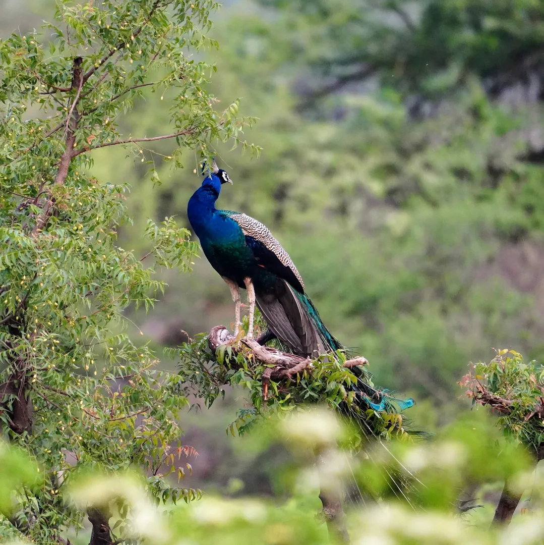 Boss bird