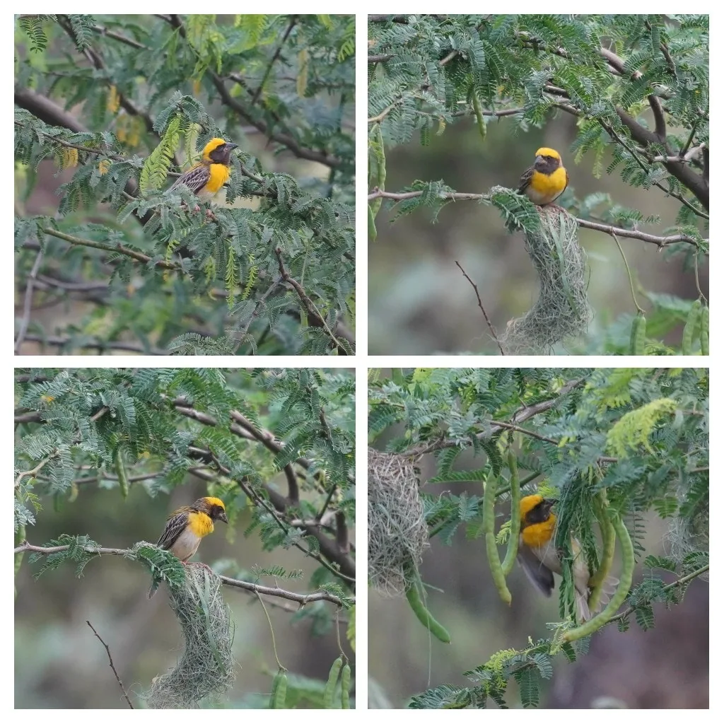Birbs building nests are the best kind of birbs.