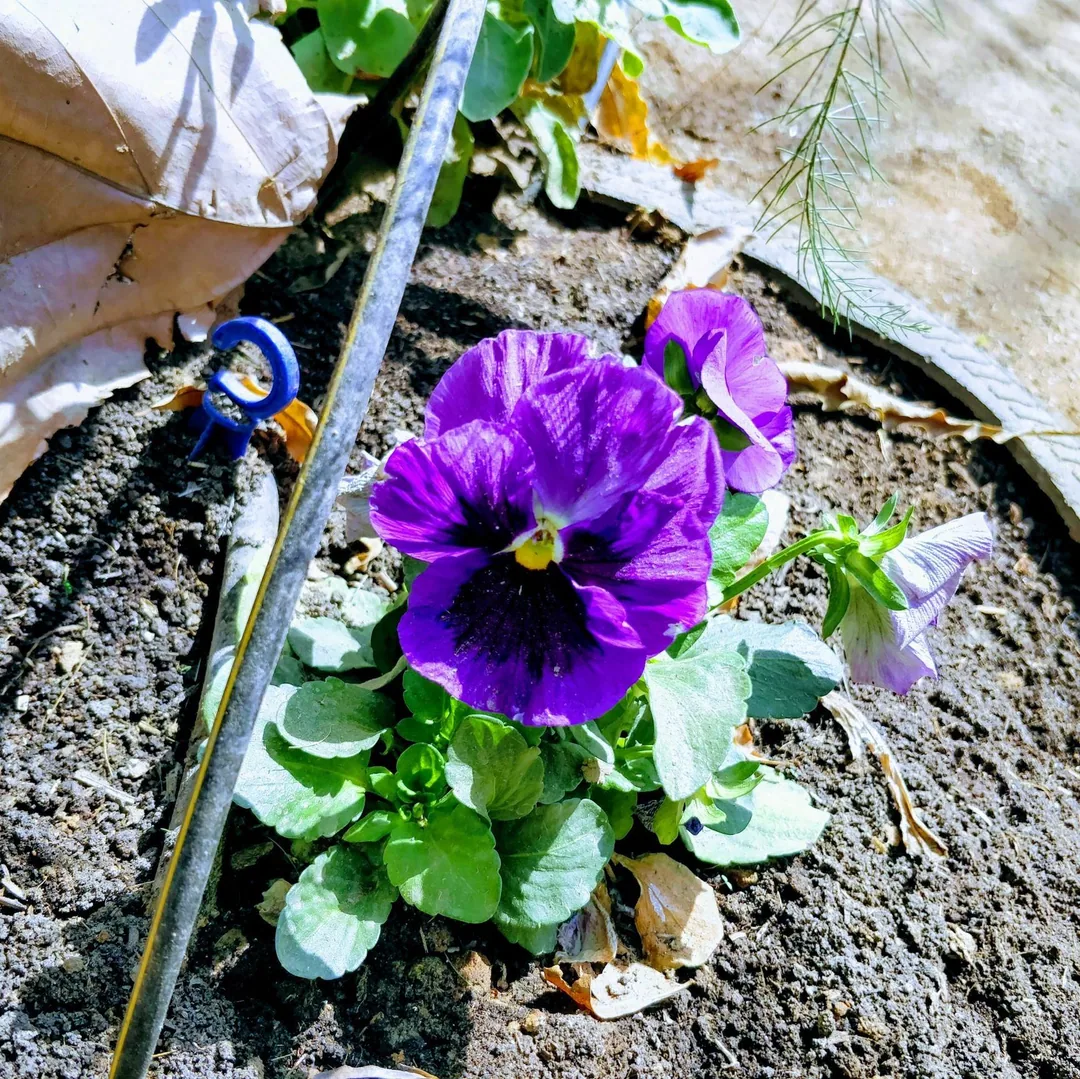 Enjoy the beauty of this flower. But don't ask me for the name. I'm neither a botanist nor a gardener.