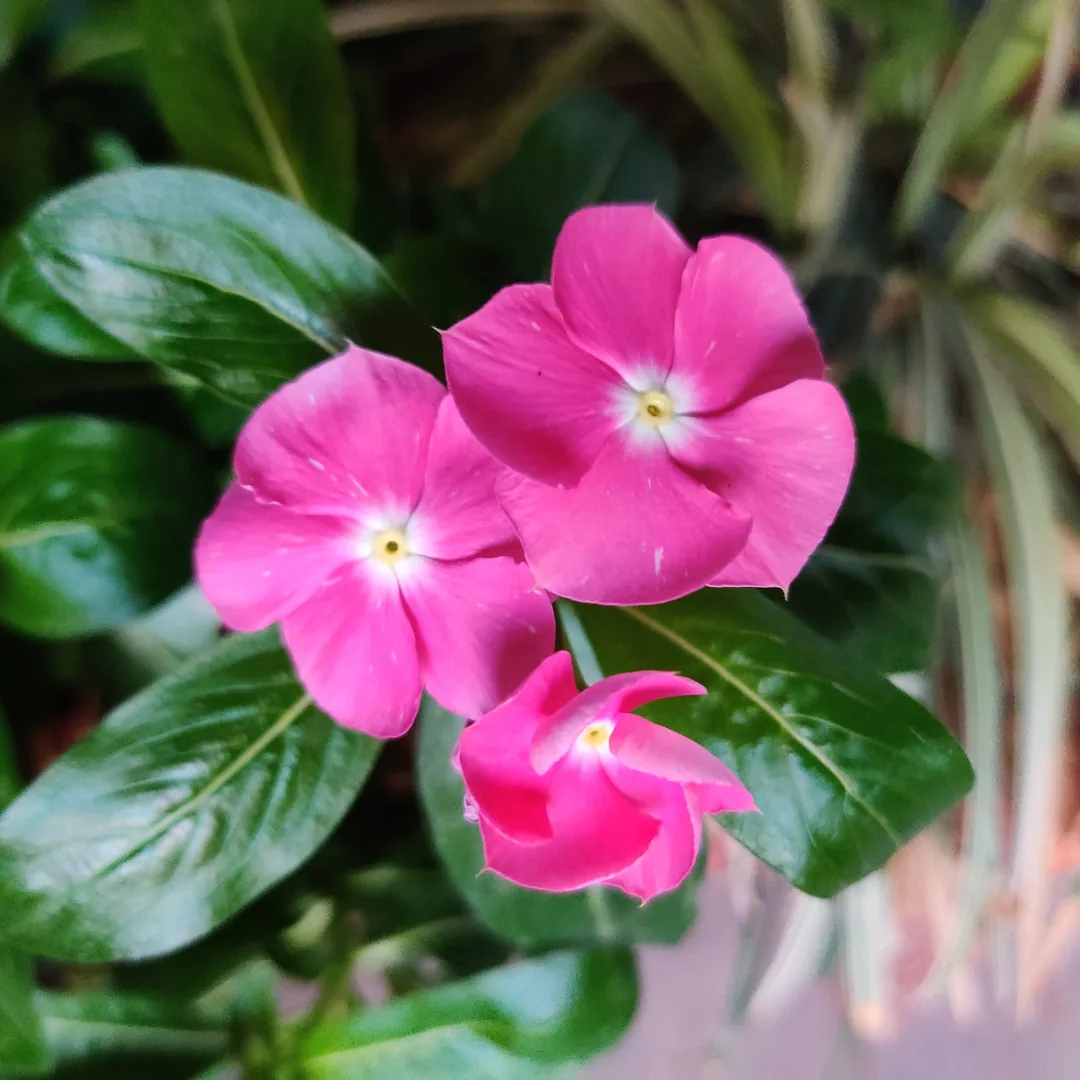 à¤à¤° à¤à¤¾ à¤«à¥à¤²à¥¤ Periwinkle.