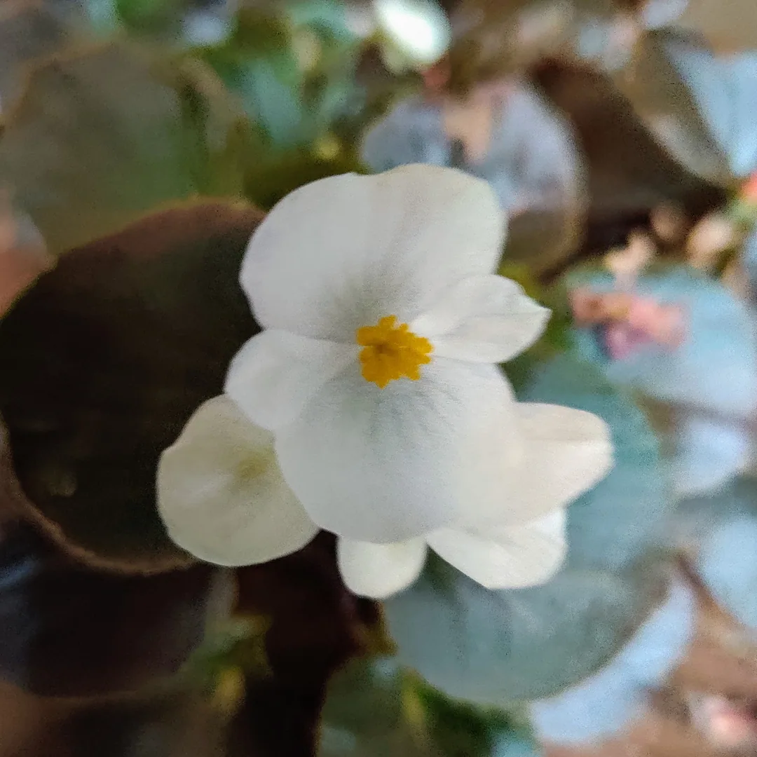 Low light capture. Is this a Begonia?