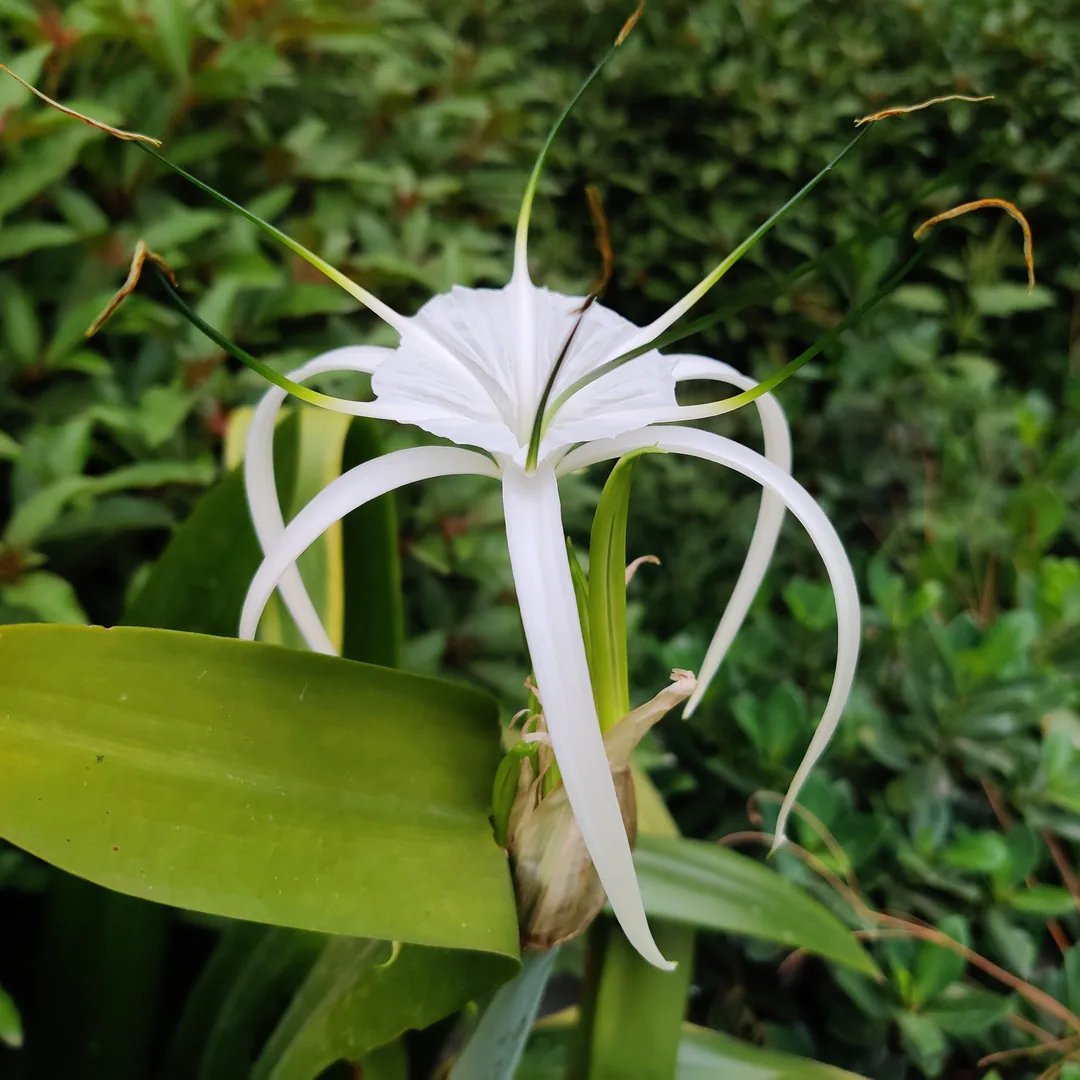 Spider lilies