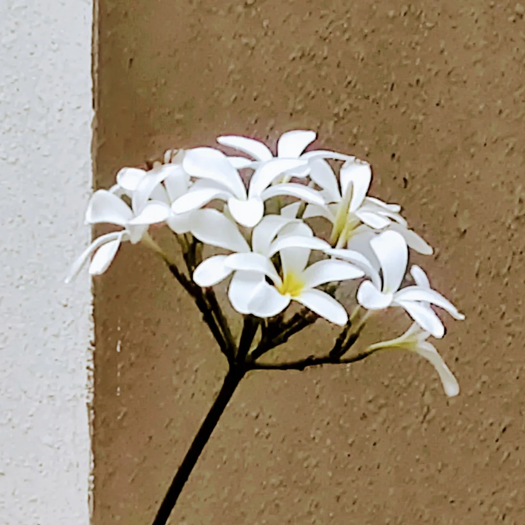 The crowd favourite. Frangipani.