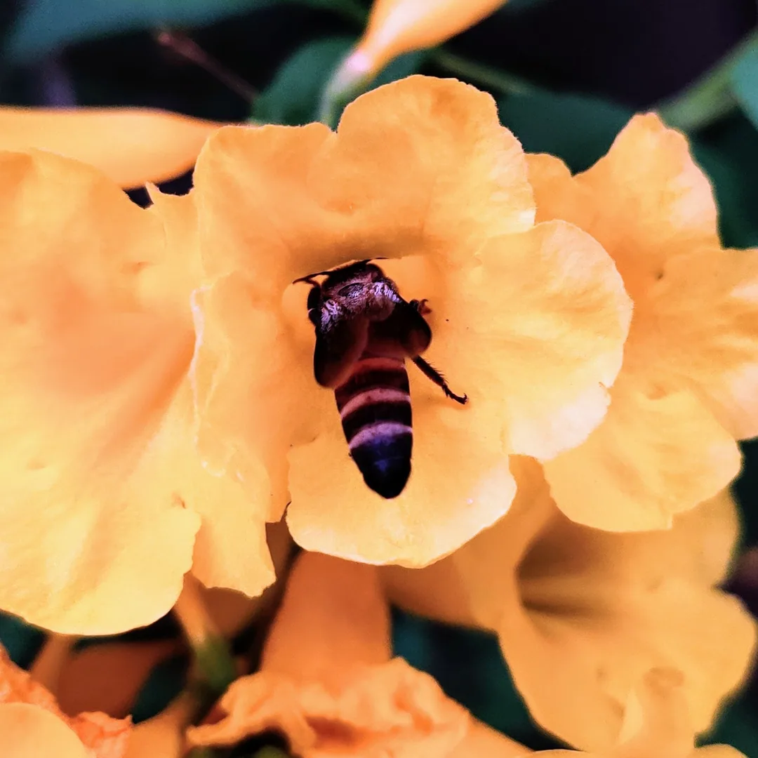 And here it is. The first bee of the day. Sucking away at nectar. I've had to do some weird processing to highlight the 