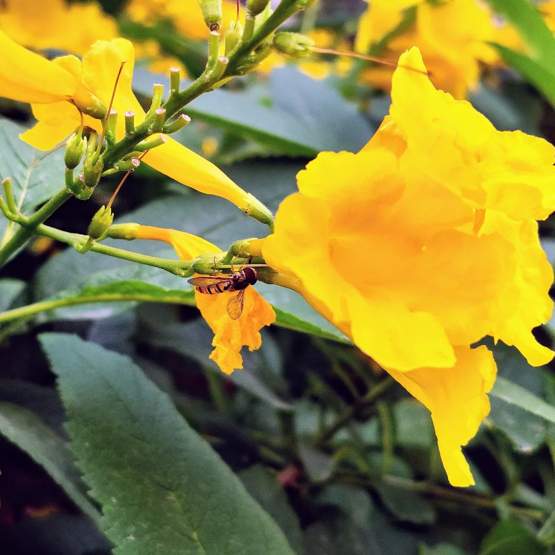 This one is a much tinier bee.

Perhaps it is a hoverfly.